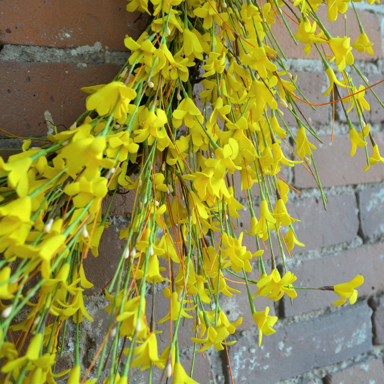 Yellow Forsythia Wreath 2